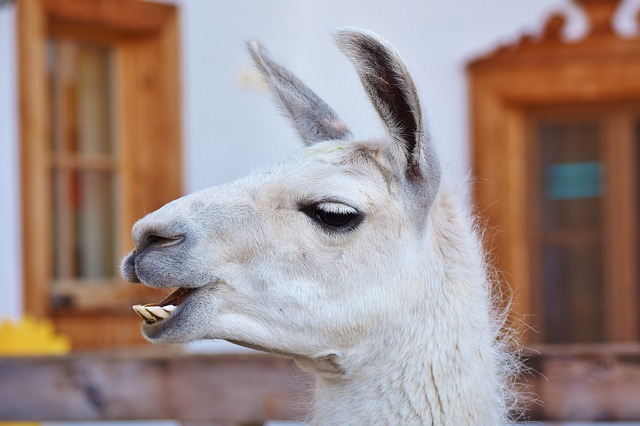 lama 3582739 640